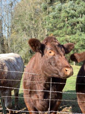 Cows from the farm