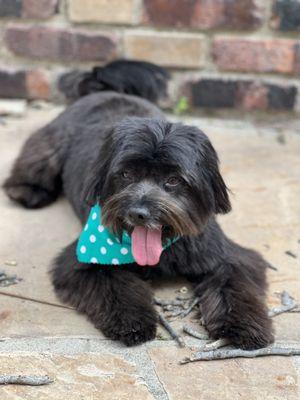 Puppy Hair updo