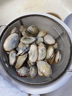 Fresh Steamers!