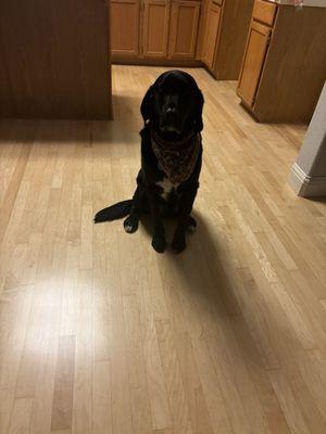 Newly restored wood flooring, Ruger approved!