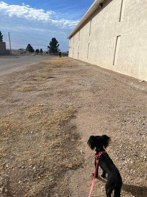 Enough grass and space for the dogs to do their business