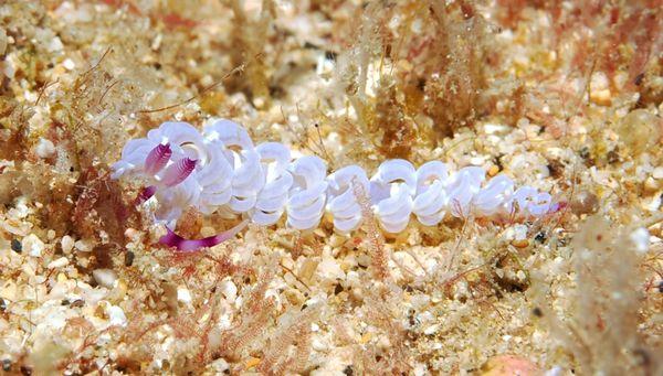 blue dragon nudibranch