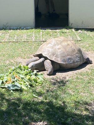 Tortoise