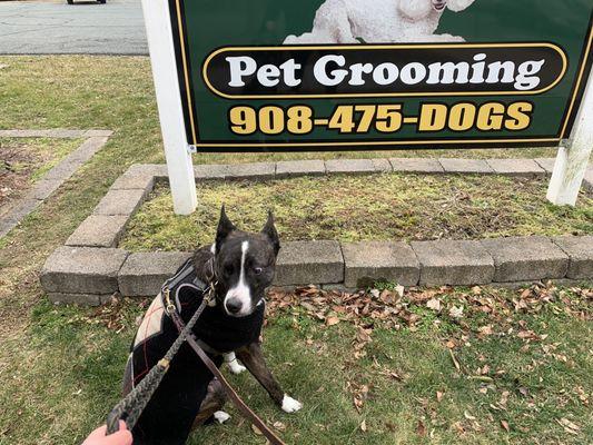 Buddy's 1st visit before grooming