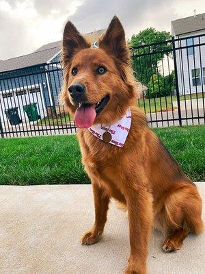 Frankie rocking their The Vets bandana!