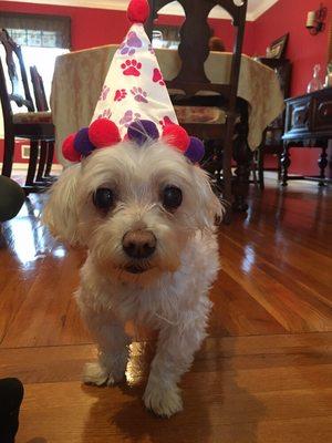 Daisy's 15th Birthday, March 2017