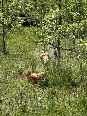 Chicken coop!!