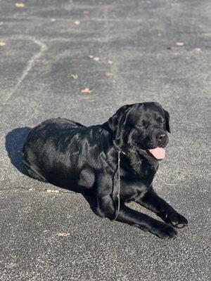 Tasso Franklin my 3 years old Black English Lab