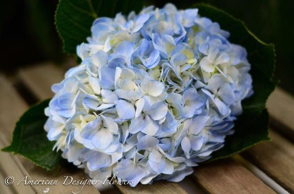 Blue hydrangeas