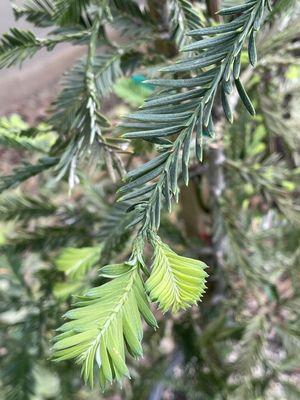 Semperviren Aptos Blue Sequoia