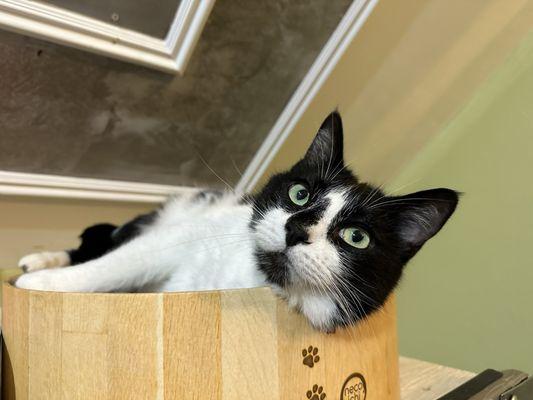 Photo of a tuxedo cat in a wooden bowl