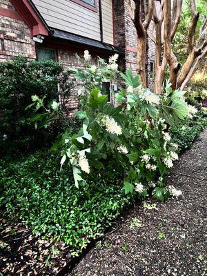 Oak leaf hydrangea after hail storm.