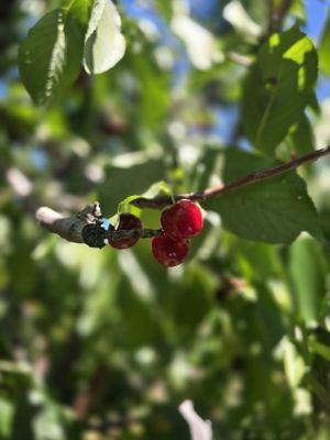 Cherries!