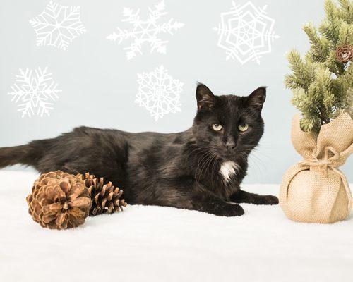 Holiday photos of cats at the shelter