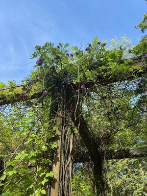 Pergola with flowering vines and busy bees.