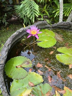 Water garden with fish inside