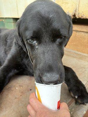 Nori drinking an Oreo shake.