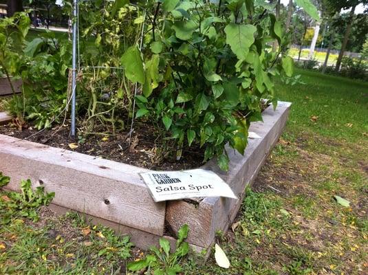 Community Garden