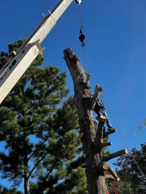 Using a crane to take a big dead tree down