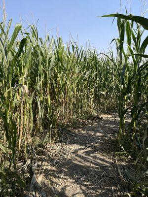 Inside the corn maze