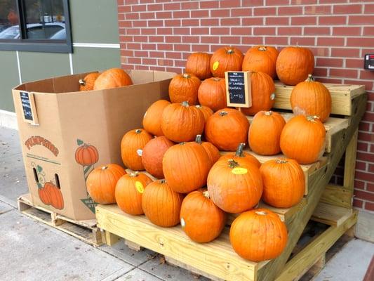 Lots of pumpkins for carving or cooking