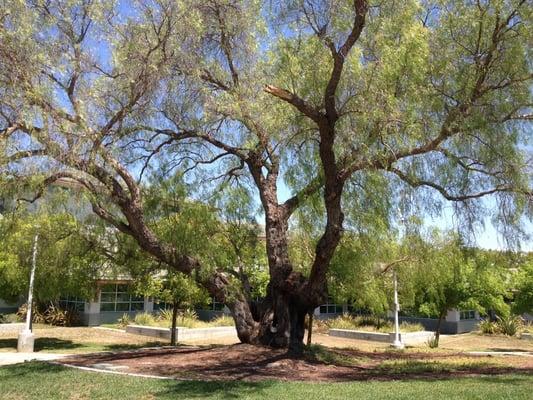 Love the trees on the grounds, like this one with a hollow in its trunk - my kids often check it for foxes!