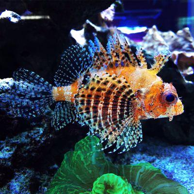 Fuzzy dwarf lionfish