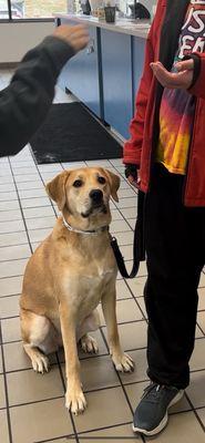 This is a photo of my son working with the dog and his trainer at Kennelwood as she waits patiently!