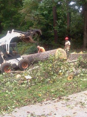 Down tree from Storm