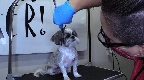 Shihtzu one eye short hair cut. 2020