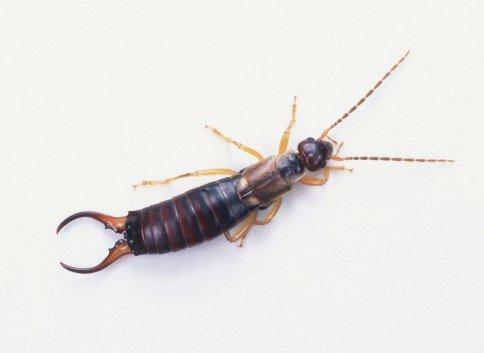 Earwig