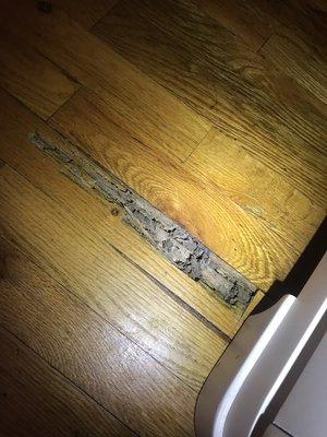 Termites damaged wood floor.