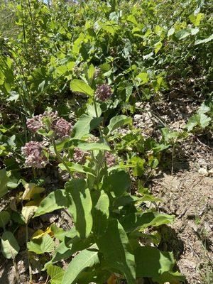 Milkweed plants