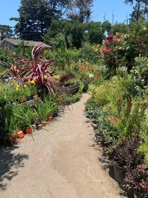 Paths of pretty trees and flowers