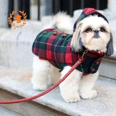 Marshmallowpup09 AKA Marshall is wearing a Canine Styles Red Cashmere Dog Sweater, Hooded Toggle Dog Coat in Red Plaid, And Braided Leather