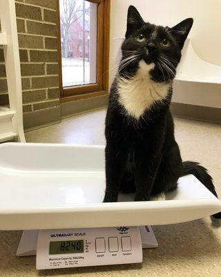 CJ loves jumping on the scale to check his weight! He is very excited for the treat he will receive too.