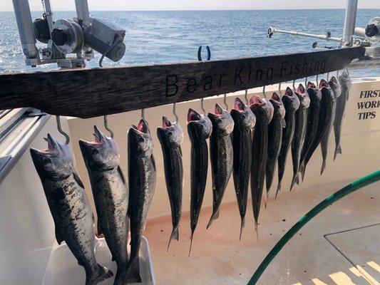 14 Coho Salmon and 1 Lake Trout