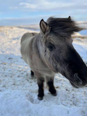 Icelandic horses