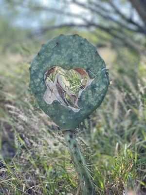 A heart in a cactus pad.