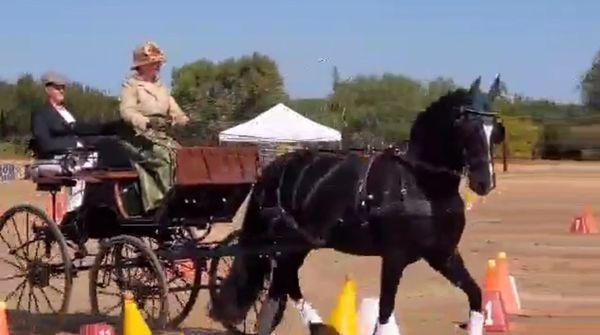 Alfie and Cat (Liz as groom) competing at cones at Sargent Equestrian Center.