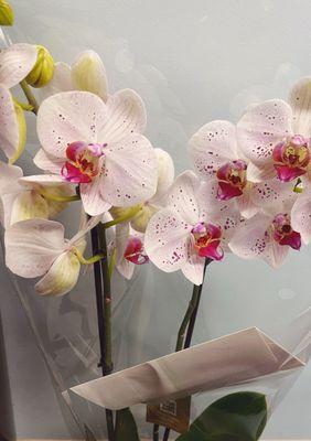 Beautiful orchids like this one I'm gifting to a colleague for her birthday.