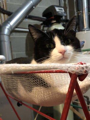 Lana loves to lay on the laundry rack!