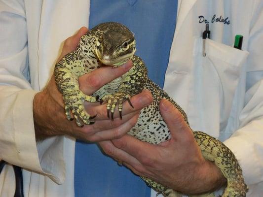 Dr. Combs treats all kinds of reptile and exotic pets.