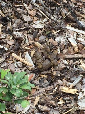 Dog poop covered in ants next to parking