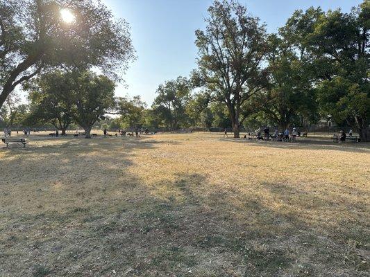 Wide open space for lots of dogs.