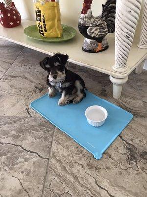 Our puppy demanding early dinner after grooming. LOL!