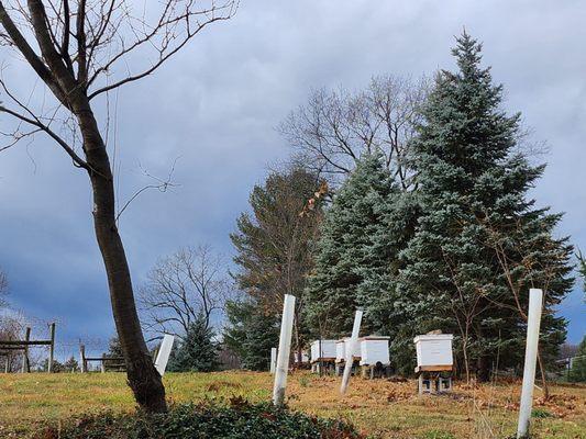 Bee hives.