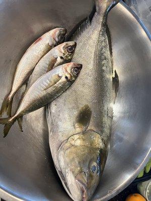 Amber jack ( Kanpachi ).  Aji ( Spanish mackerel )