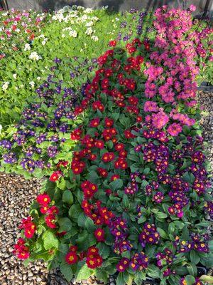 Pretty up your walkway