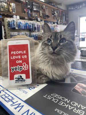 People love us on Yelp - kitty mascot